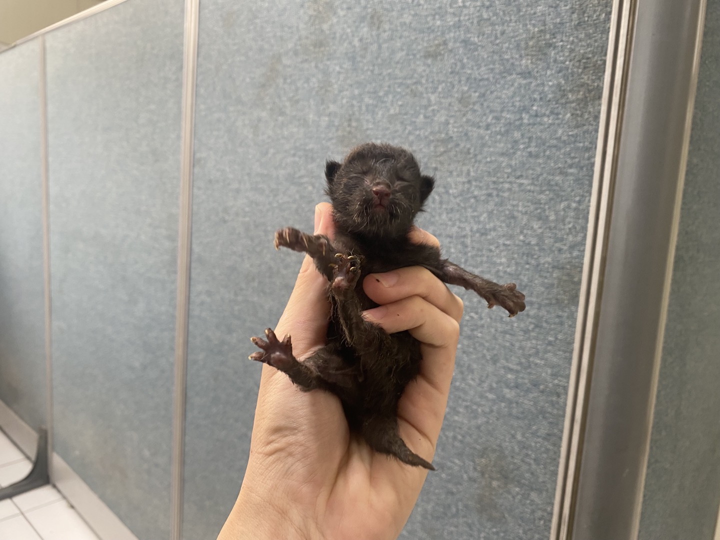 종료(자연사) 한국…